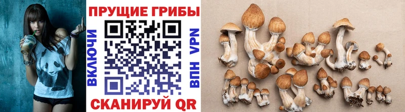 закладки  Курган  hydra ссылки  Галлюциногенные грибы мухоморы 